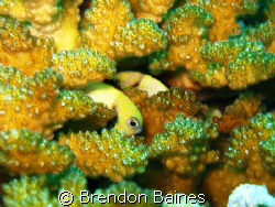 taken with a lot of patienc by Brendon Baines 